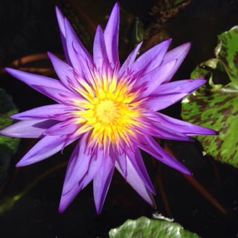 RF Orchids - 423 Photos & 29 Reviews - Nurseries & Gardening - 28100 SW