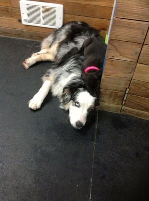 Rocket Dog Care - Pet Boarding/Pet Sitting - Seattle, WA - Yelp