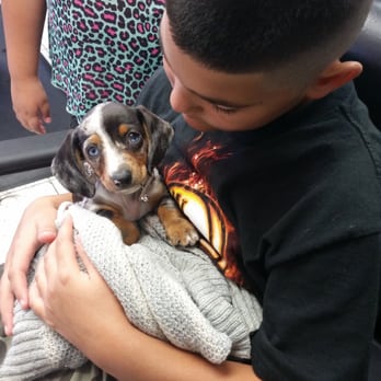 the puppy place tucson the puppy place 11 photos pet stores colonia valle tucson az reviews yelp the puppy place tucson the puppy place 11 photos pet stores colonia valle tucson az reviews yelp