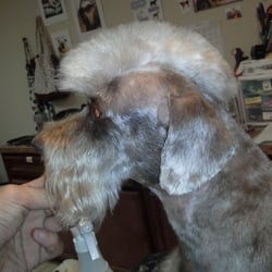 grooming houston b b pet grooming braeburn houston tx yelp grooming houston b b pet grooming braeburn houston tx yelp
