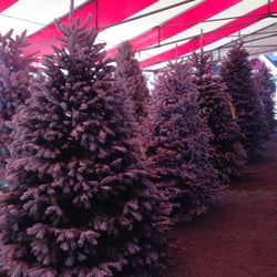 battaglia ranch christmas tree farm san martin ca battaglia ranch christmas tree farm san martin ca