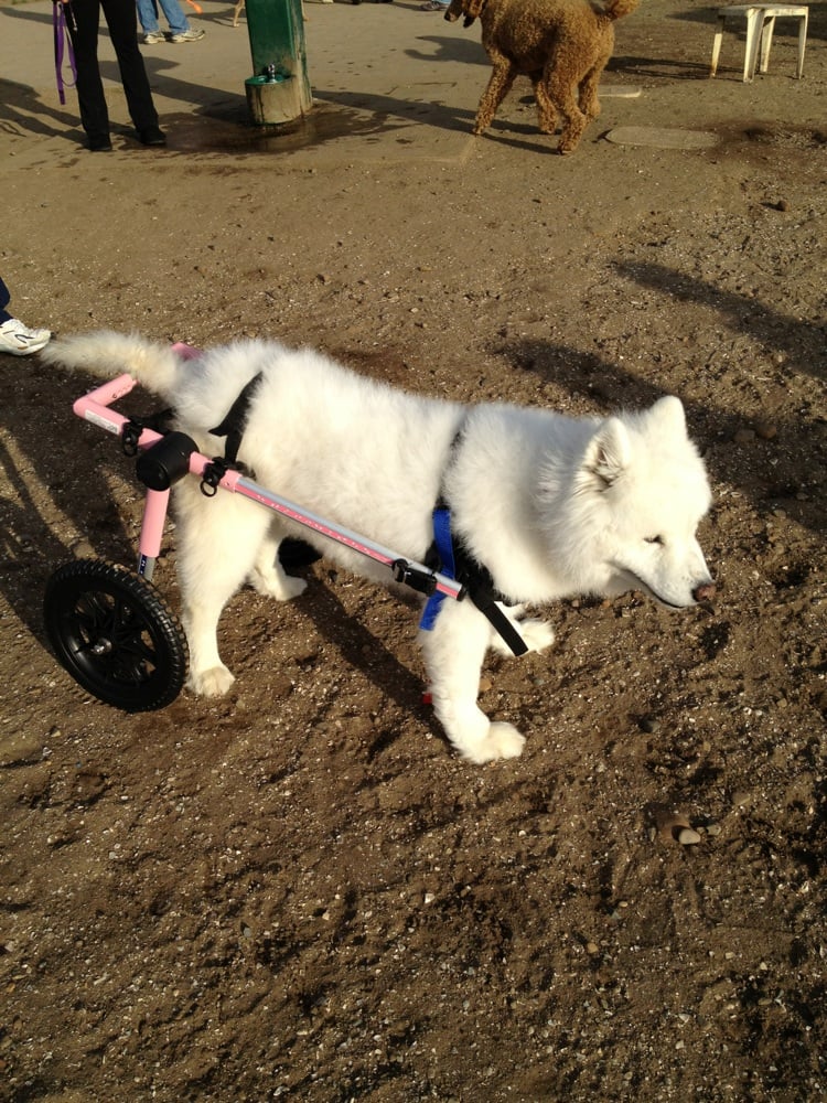 San Diego Off Leash Dog Parks San Diego Off Leash Dog Parks