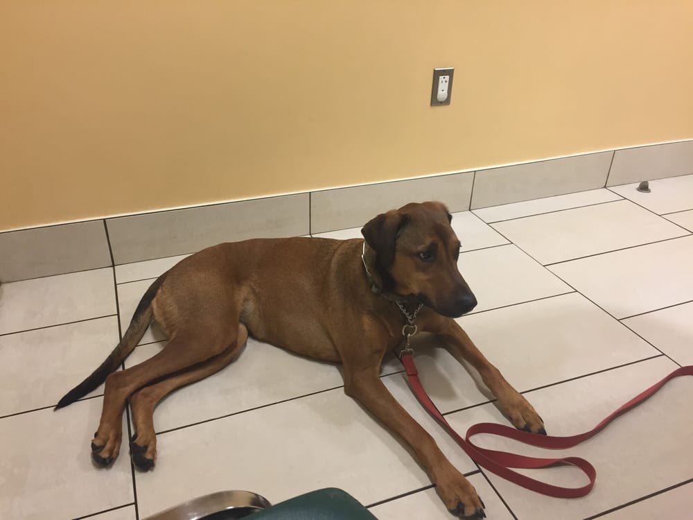 Pender Veterinary Centre 12 Photos Veterinarians Fair Oaks