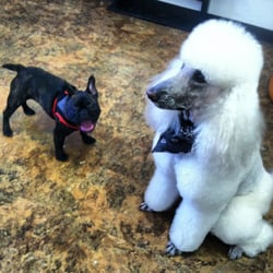 Duarte Pet Grooming logo