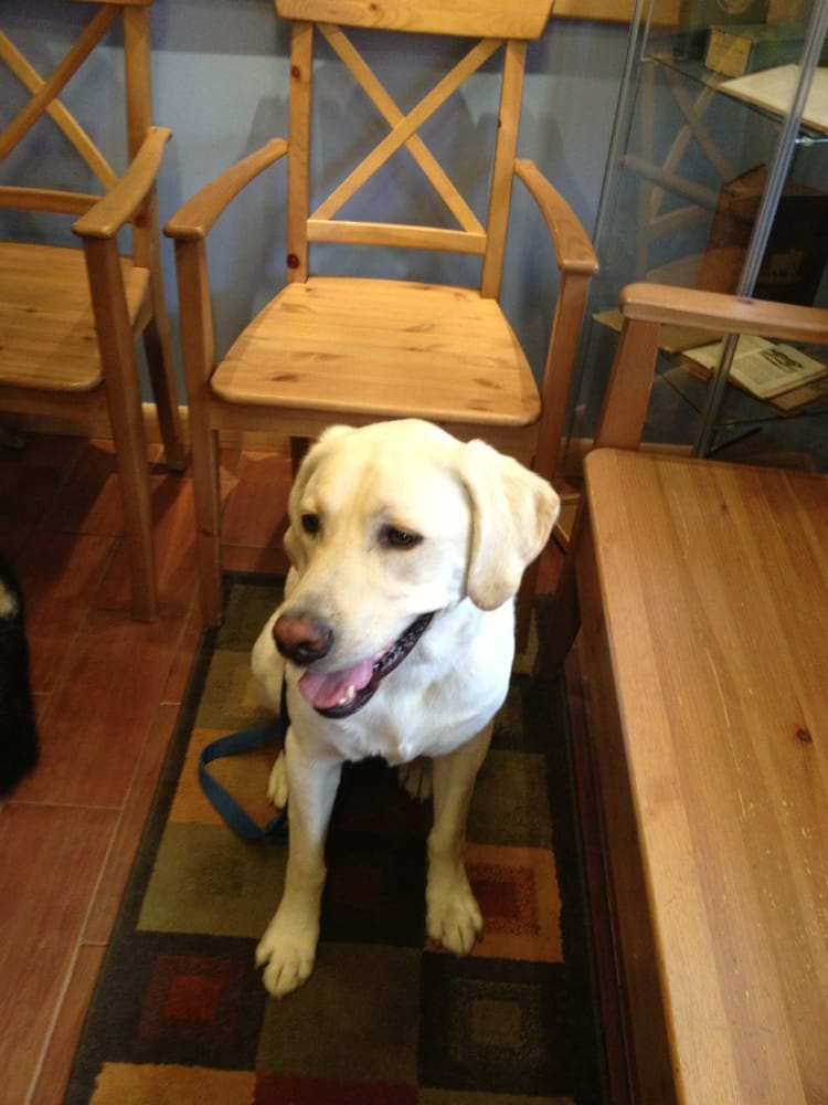 Greenpoint Veterinary Hospital Veterinarians Greenpoint Brooklyn