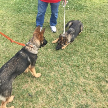 Wolfgang Dog Training Gardena Wolfgang Dog Training Gardena