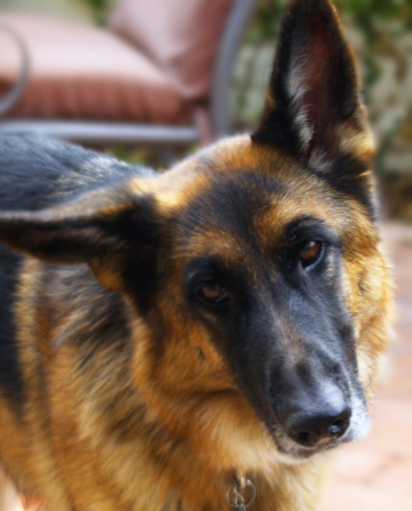 Saving Paws Rescue, Az - Animal Shelters - Glendale, AZ - Reviews