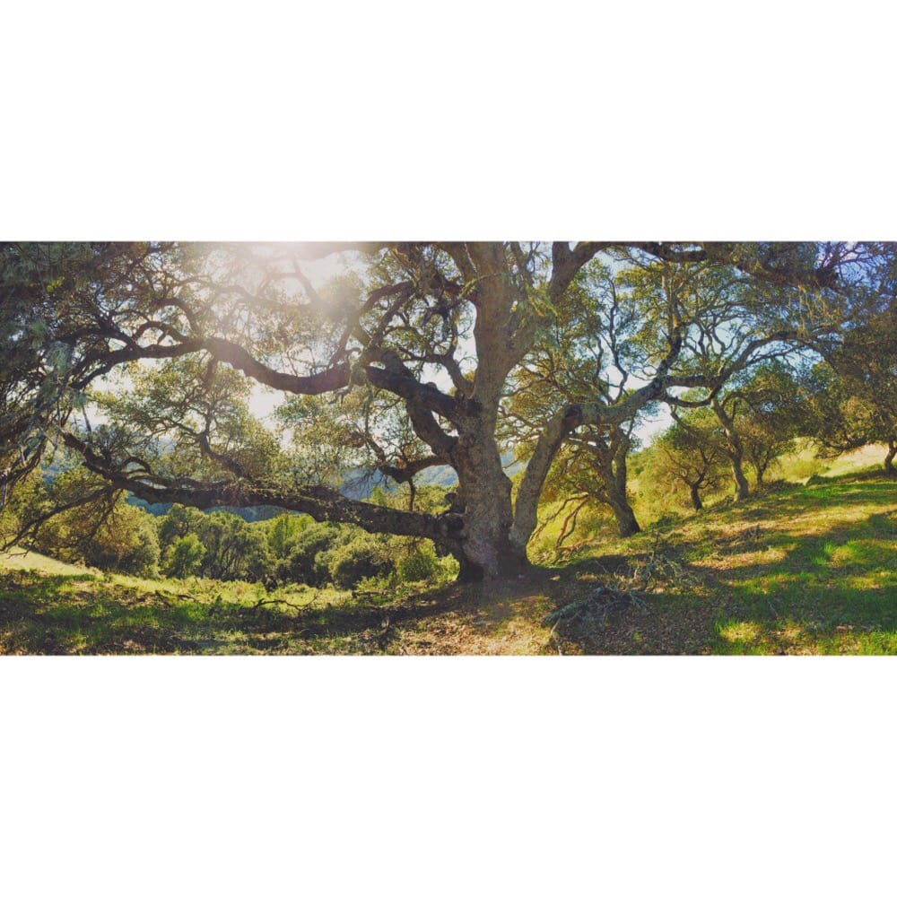 Terra LindaSleepy Hollow Divide Northern Preserve Hiking San