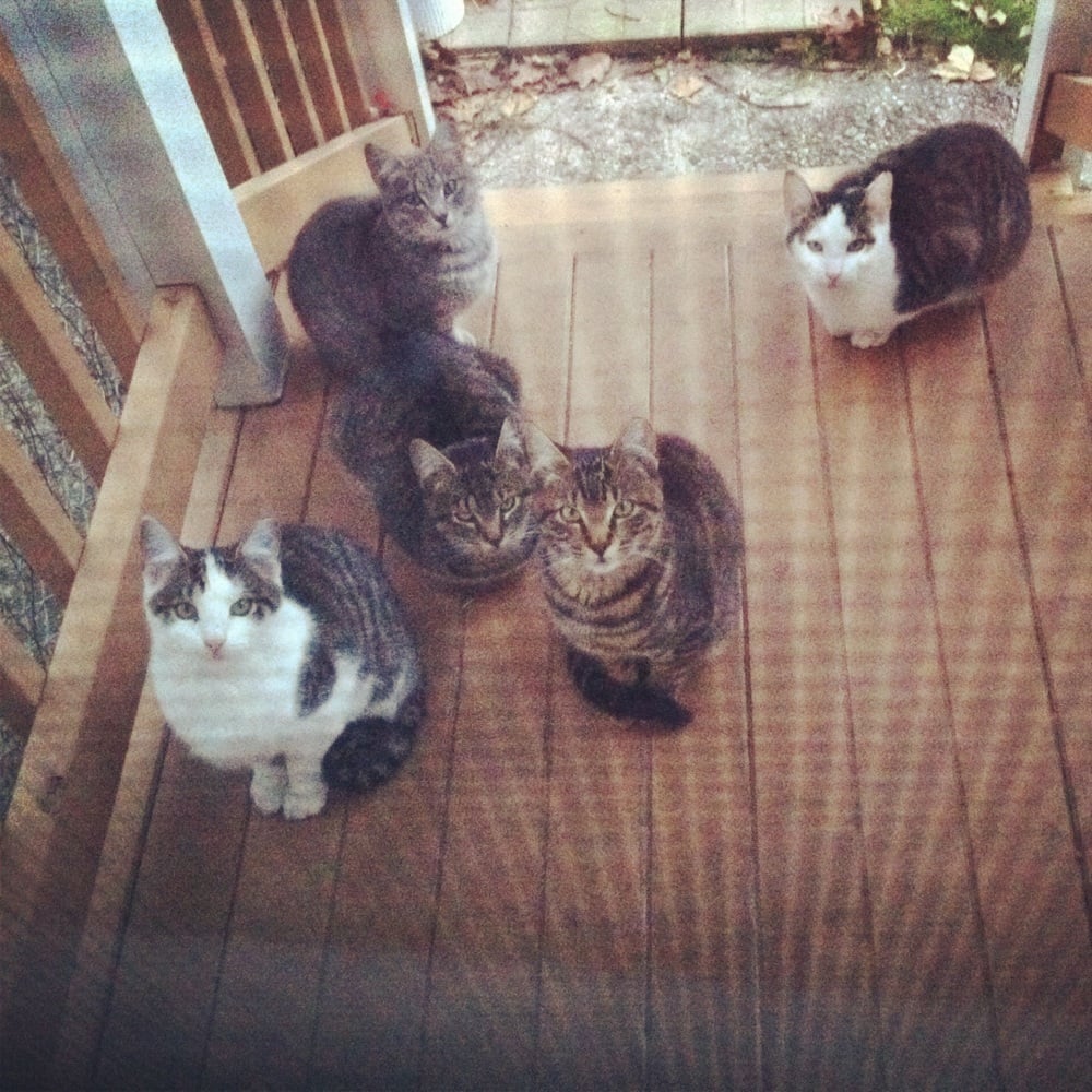 People For Animals Veterinarians Hillside, NJ Yelp