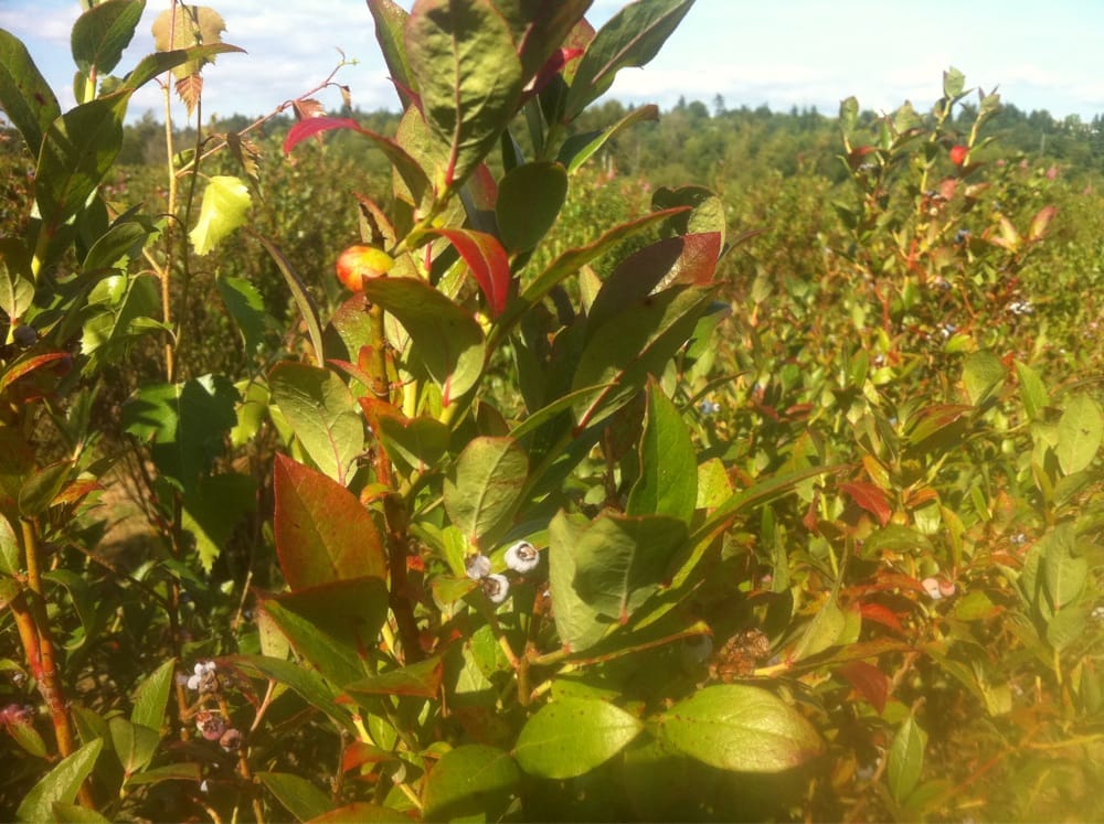 Bill Pace Fruit and Produce CLOSED 16 Photos Fruits & Veggies