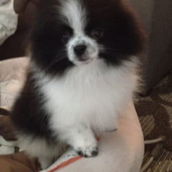 Love That Dog and Cat! logo