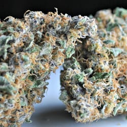 Fusion Medical Marijuana logo
