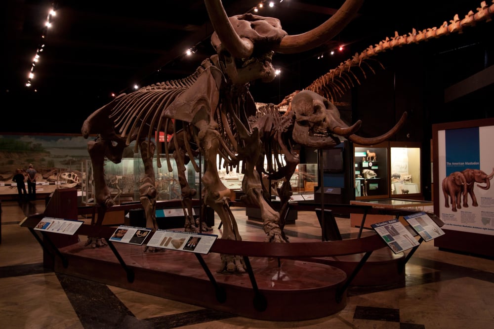 University Of Michigan Museum Of Natural History Ann Arbor Mi University Of Michigan Museum Of Natural History Ann Arbor Mi