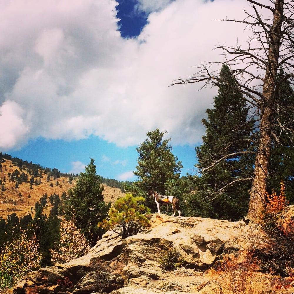 Elk Meadow Park 65 Photos Dog Parks Evergreen, CO Reviews Yelp