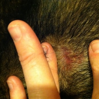 my bloody mr skin debbie s grooming pet groomers spokane wa yelp my bloody mr skin debbie s grooming pet groomers spokane wa yelp