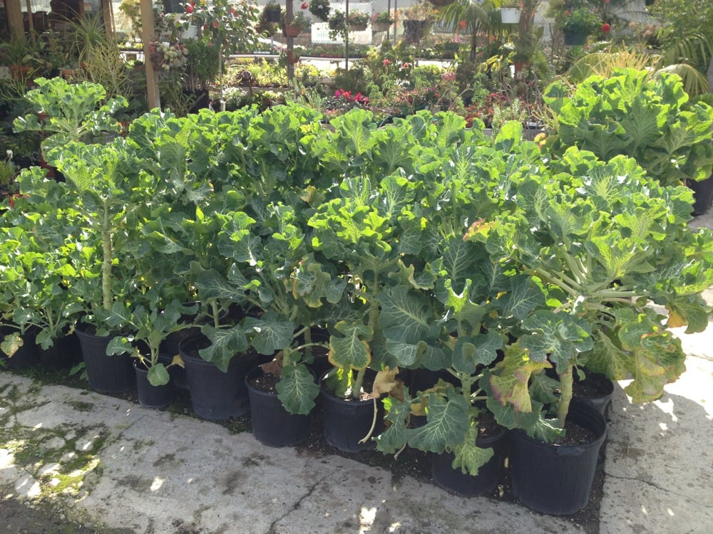 Centrose Nursery CLOSED Gardena, CA Yelp