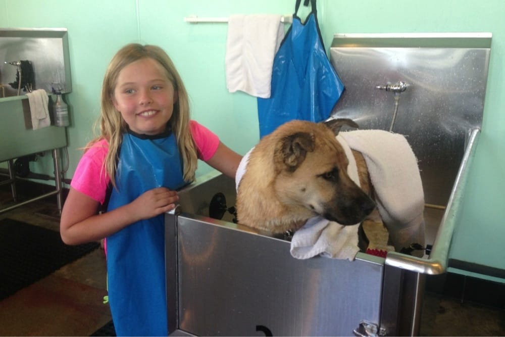 World Famous Dog Wash GESCHLOSSEN 35 Fotos world famous dog wash san go