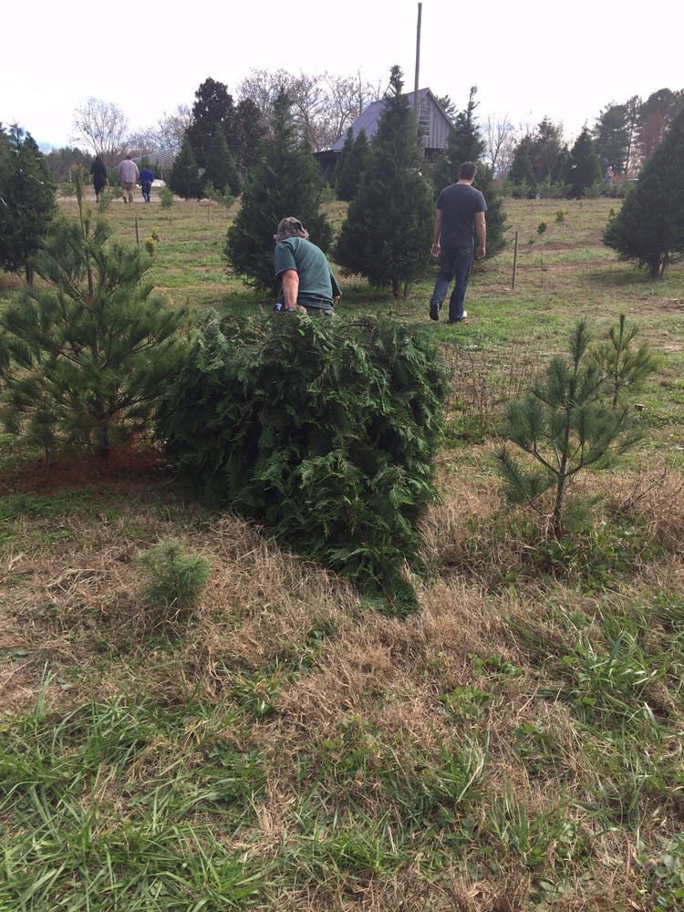 mill farm christmas trees christmas trees williamsburg mill farm christmas trees christmas trees williamsburg