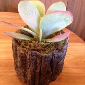 Forest on First - Nice touch :) - Los Altos, CA, United States