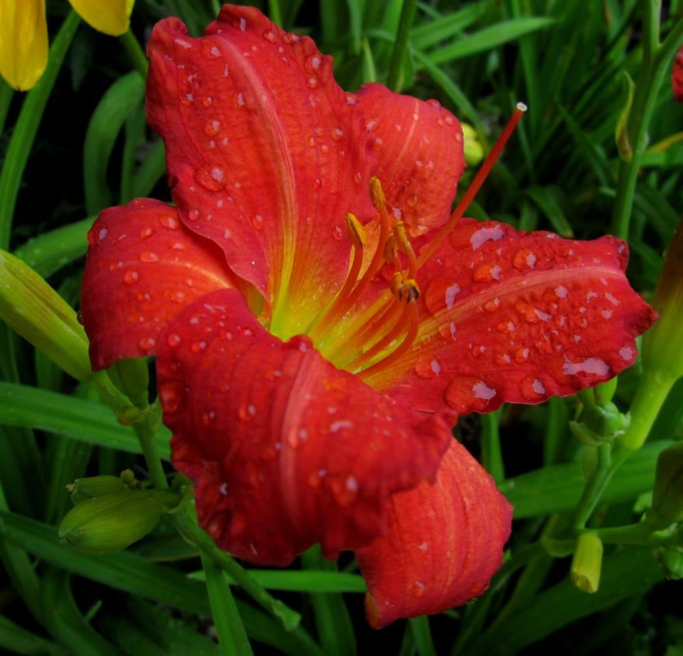 Chester’s Flower Shop & Greenhouses Nurseries & Gardening Utica, NY