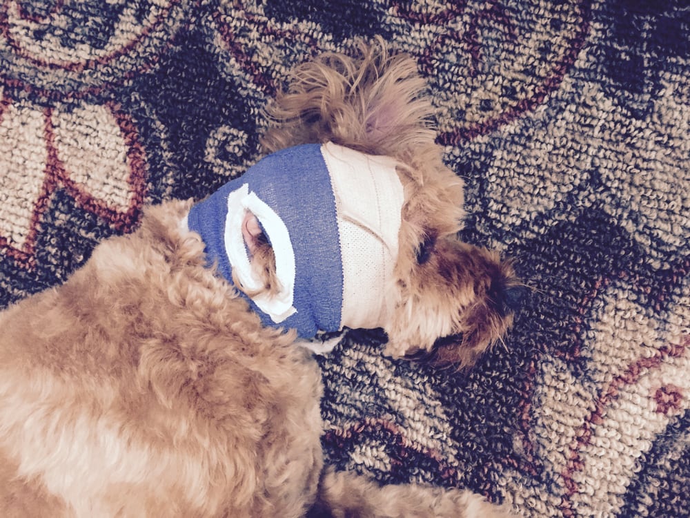 Lucky Paws Grooming Pet Groomers Fountain Valley, CA Reviews