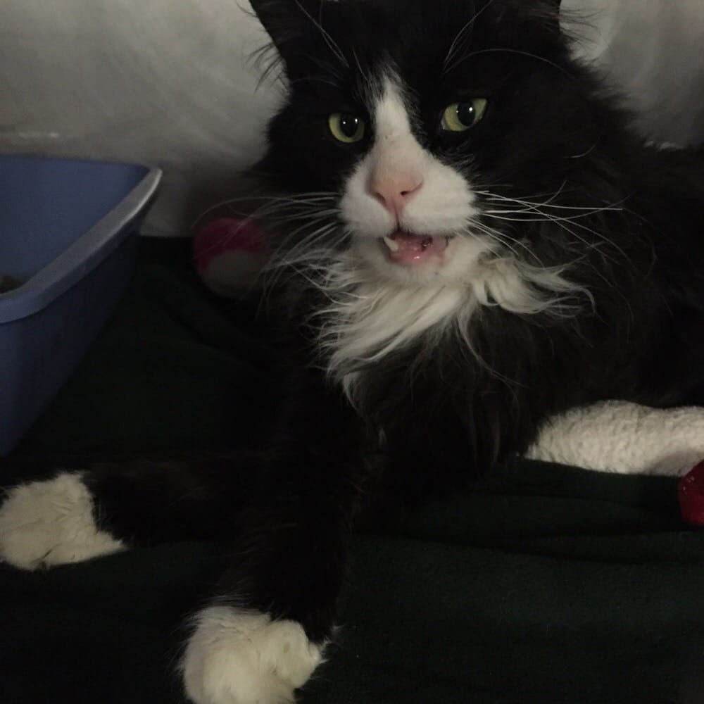 Tree House Humane Society Uptown Chicago, IL Yelp