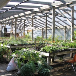 barton springs nursery nurseries gardening austin barton springs nursery nurseries gardening austin