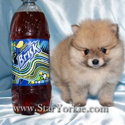 yorkie puppies for sale in ta 403 forbidden yorkie puppies for sale in ta 403 forbidden
