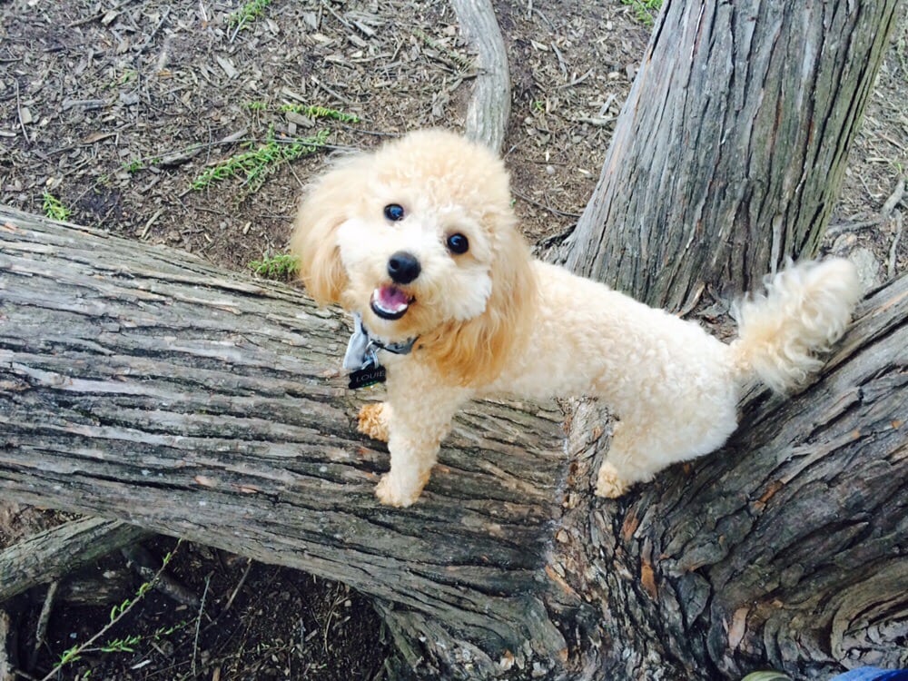 Millbrook Dog Park Dog Parks Raleigh, NC Yelp