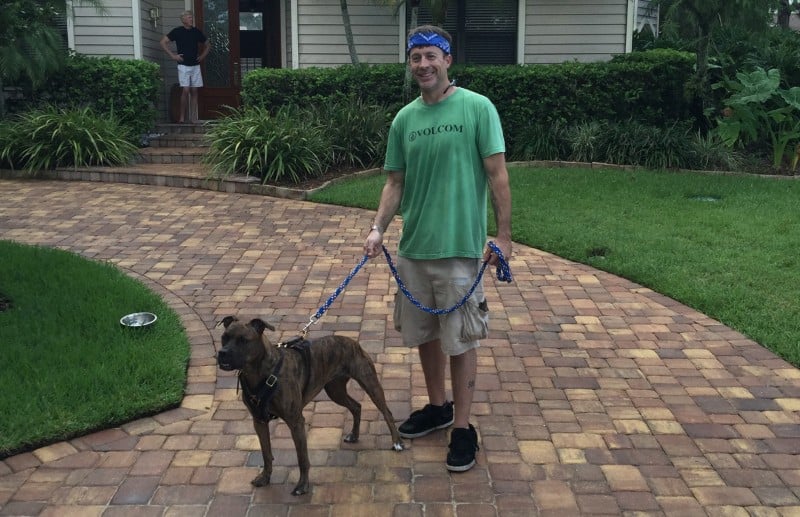 Walking Rover Dog Walkers Clearwater FL United walking rover clearwater