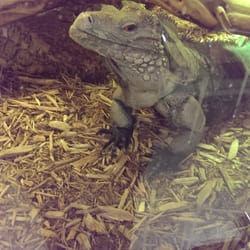 Arizona Reptile Center - Pet Stores - Mesa, AZ - Reviews - Photos - Yelp