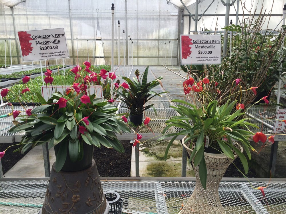 Akatsuka Orchid Gardens Flowers & Gifts Volcano, HI Reviews