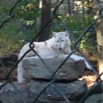 Lakota Wolf Preserve - 34 Photos & 30 Reviews - Zoos - 89 Mt Pleasant
