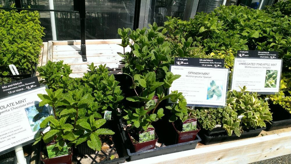 Swansons Nursery 72 Photos Nurseries & Gardening Olympic Manor Seattle, WA Reviews Yelp