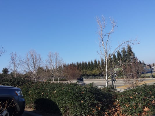 Dog Friendly Parks In San Ramon Dog Friendly Parks In San Ramon