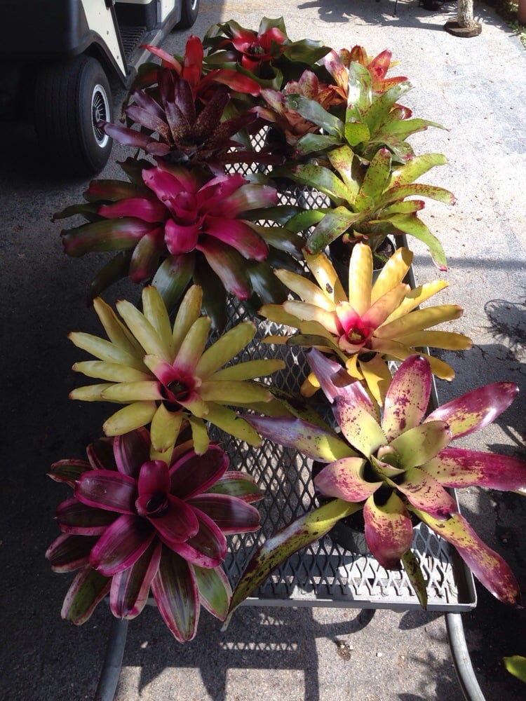 Sunshine Bromeliads 13 Photos Nurseries & Gardening Southwest