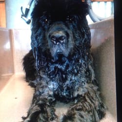 Happy K9 Self-Serve Dog Wash &amp; Grooming - Pet Groomers - Fort Worth, TX - Yelp