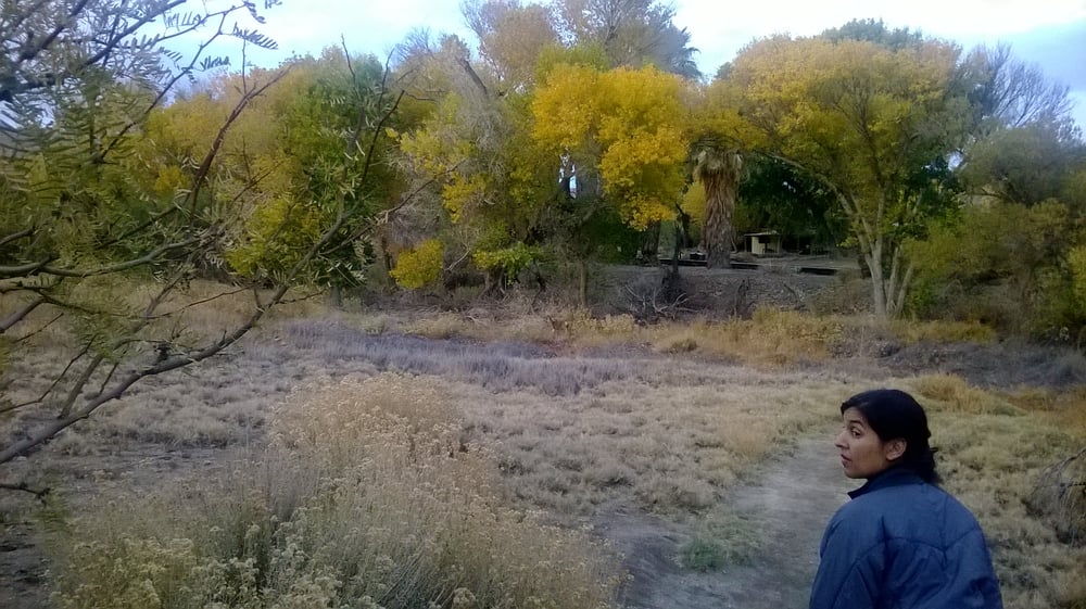 Big Morongo Canyon Preserve 33 Photos Parks Morongo Valley, CA