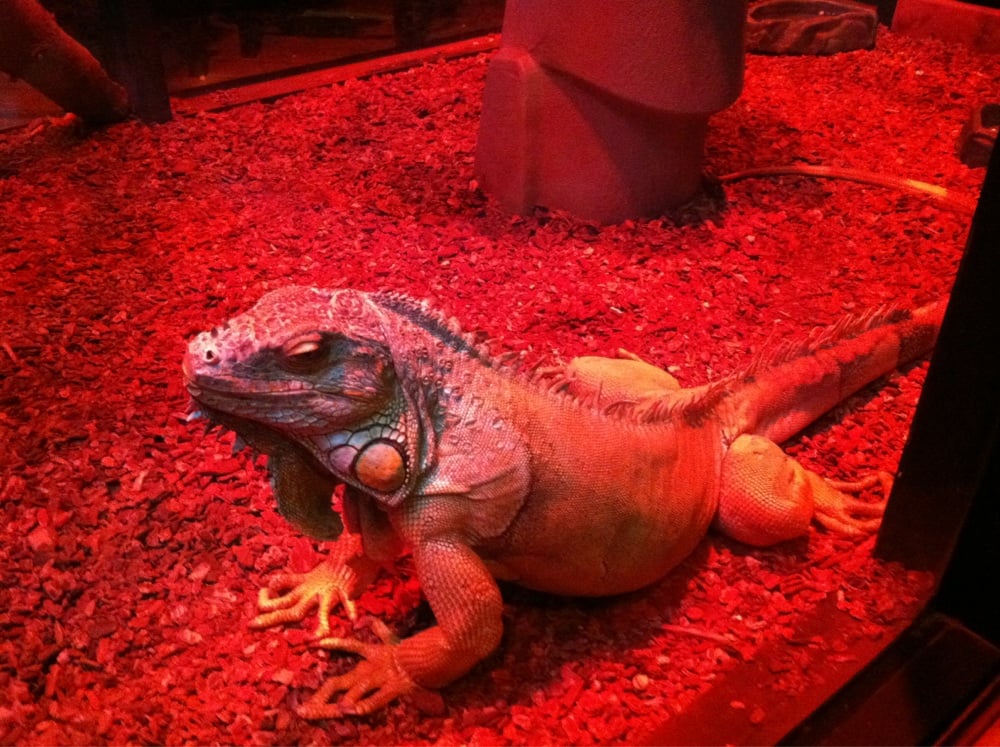 Winking Lizard Tavern Bars Canton, OH Yelp