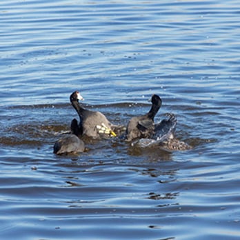 Palo Alto Duck Pond - A coot fight in the pond - Palo Alto, CA, United States