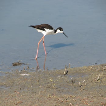 san joaquin wildlife sanctuary irvine ca united states san joaquin wildlife sanctuary irvine ca united states