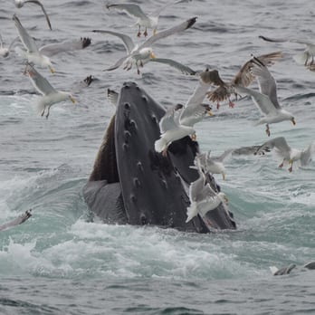 Dolphin fleet whale watch coupon code