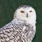 Travis Audubon Lecture: Snowy Owls