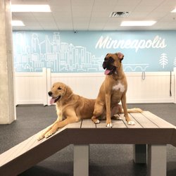 city paws pet club