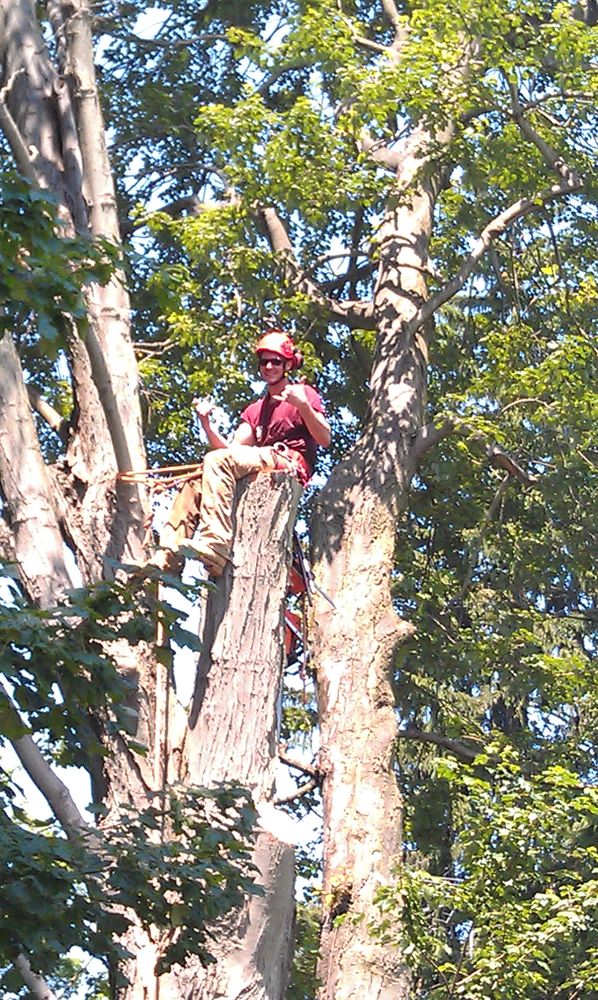 Weston Arborists
