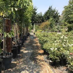 Lisa Arnold Nursery S 38 Photos 12 Reviews Nurseries Photo Of Lisa Arnold Nursery S Sunol Ca United States