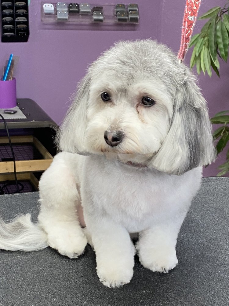 Four Paw Spa Grooming