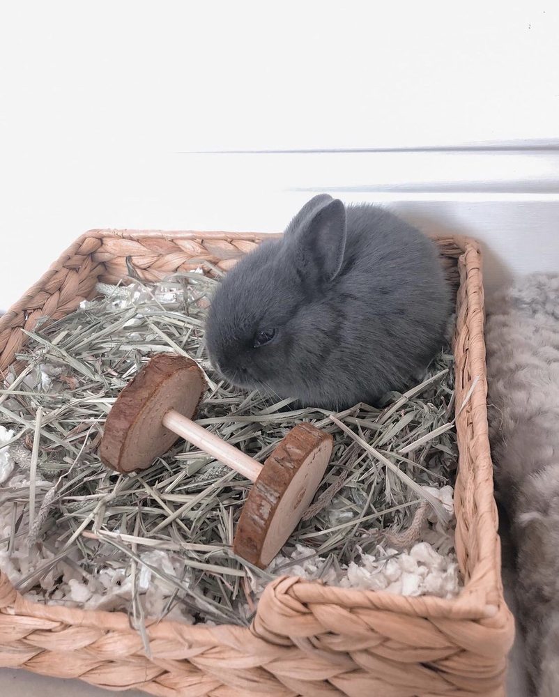 The Bunny Farm Image