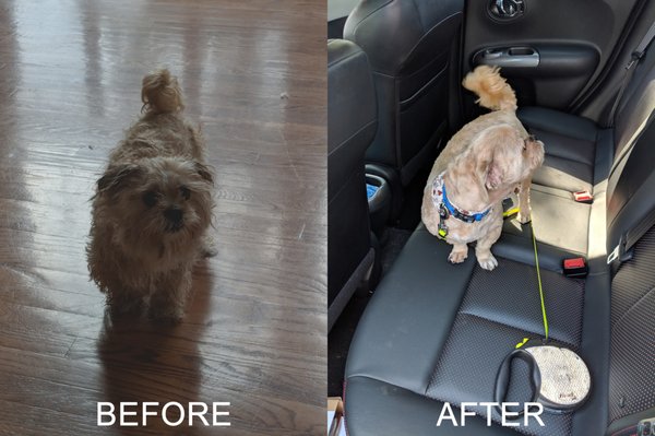 Woodstock Pet Grooming