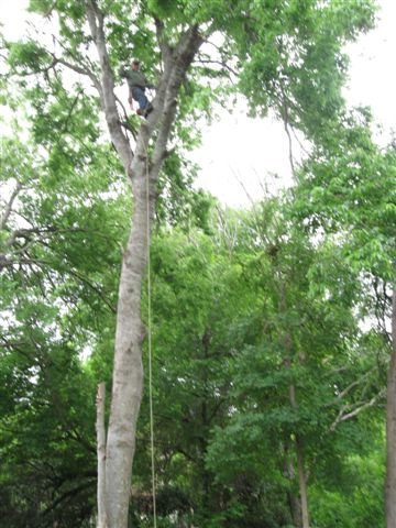 Hilliard's Tree Care
